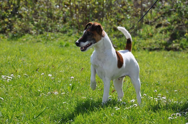 CH. Ebony Du castel des pres - 1ére Exc-CACS-Meilleur de race