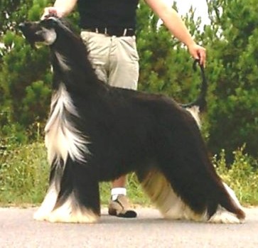 Publication : De hillsbury