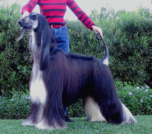 Publication : De hillsbury