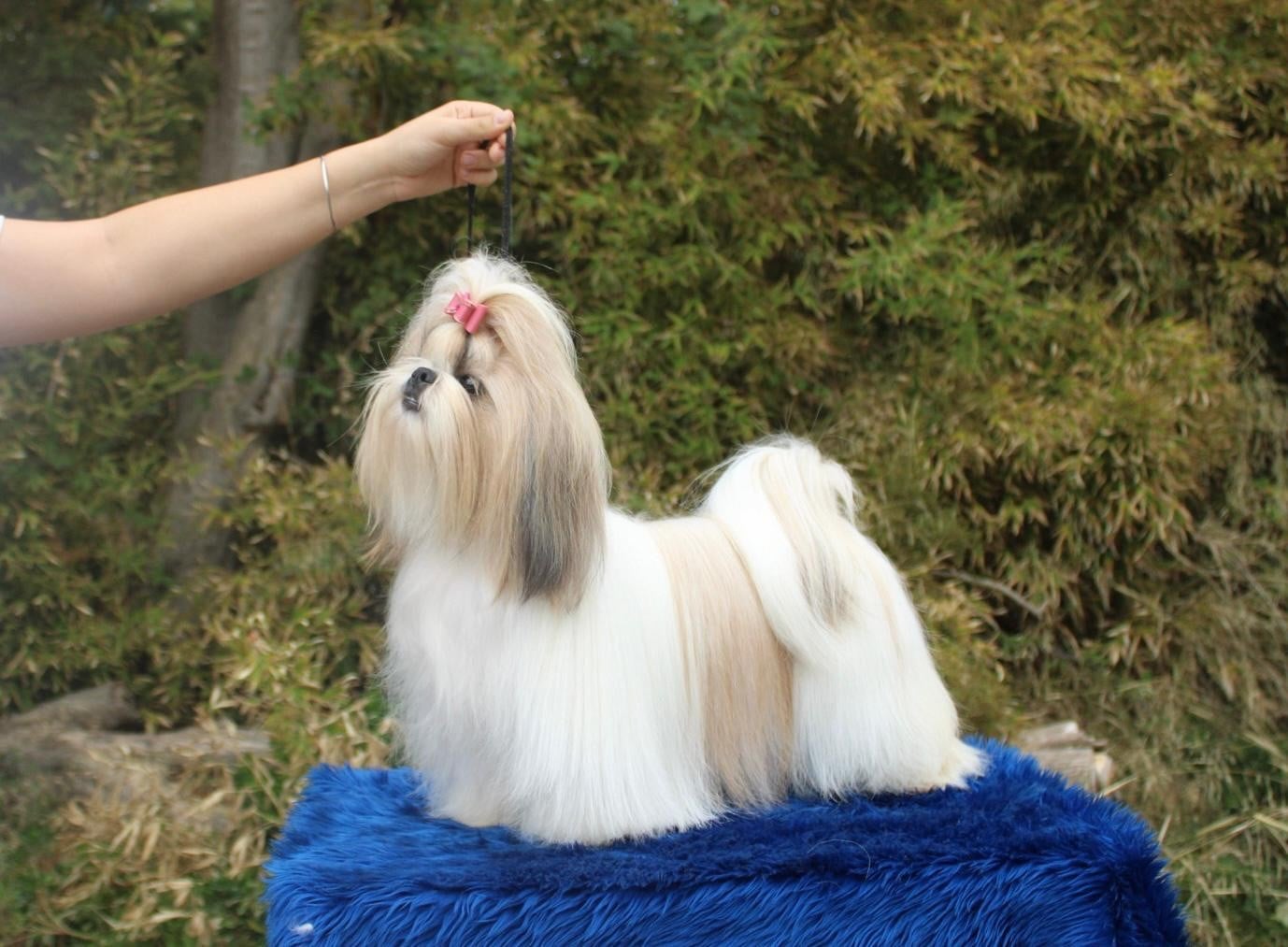 Publication : De hillsbury