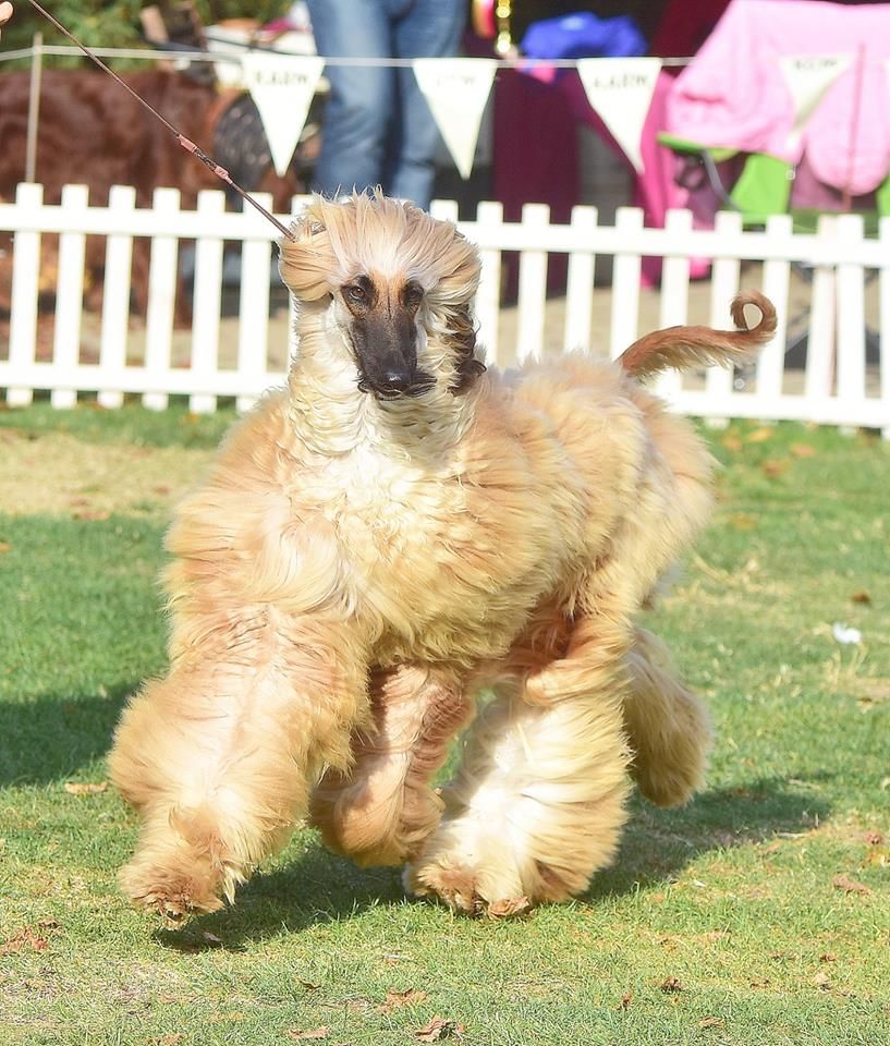 Publication : De hillsbury