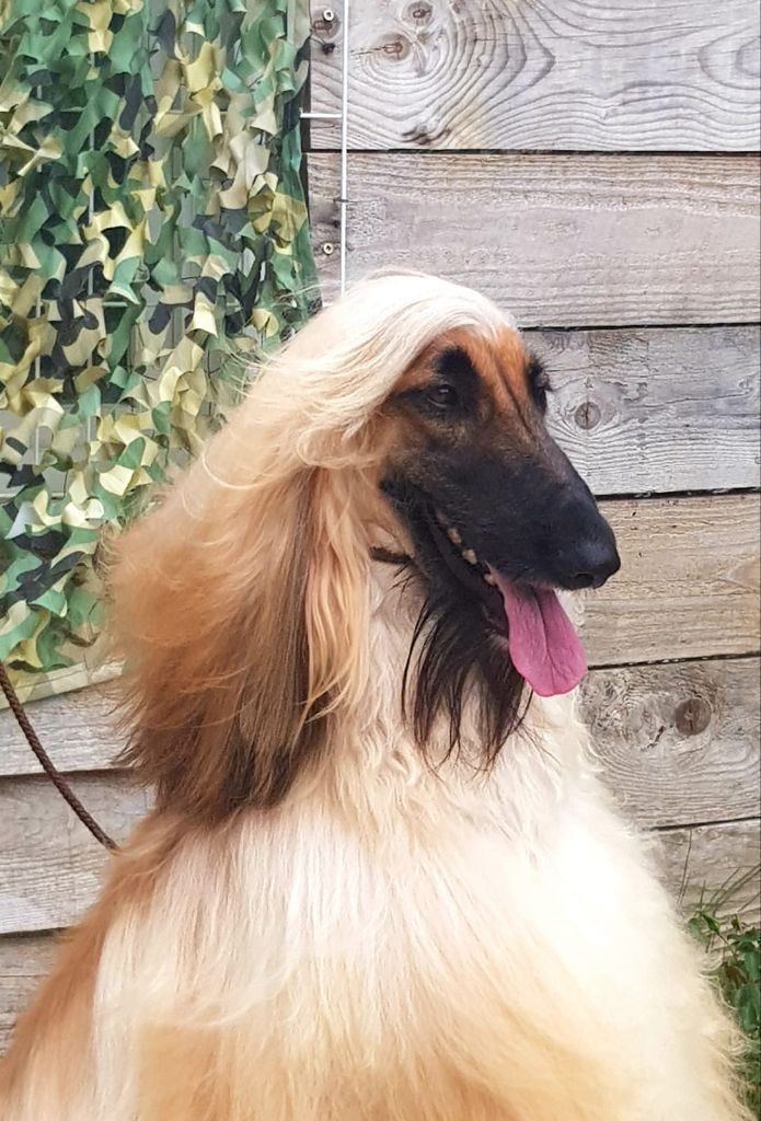 Publication : De hillsbury