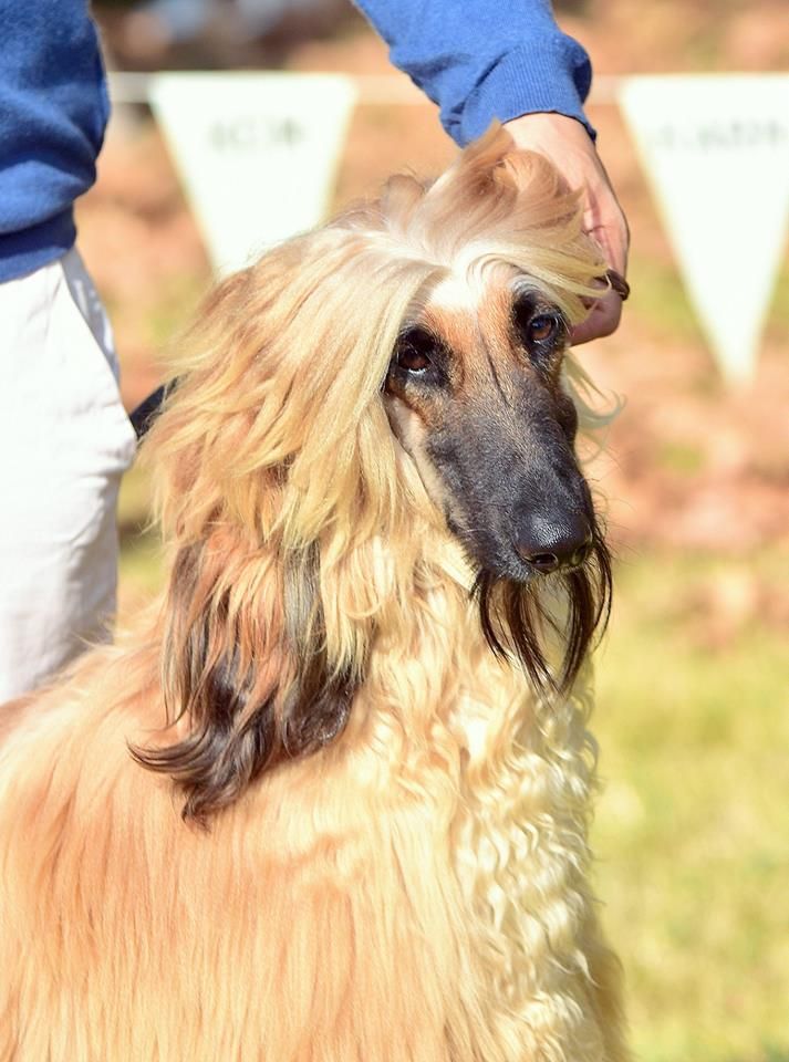 Publication : De hillsbury