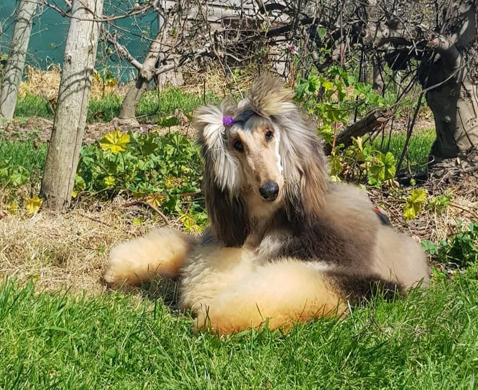 Publication : De hillsbury