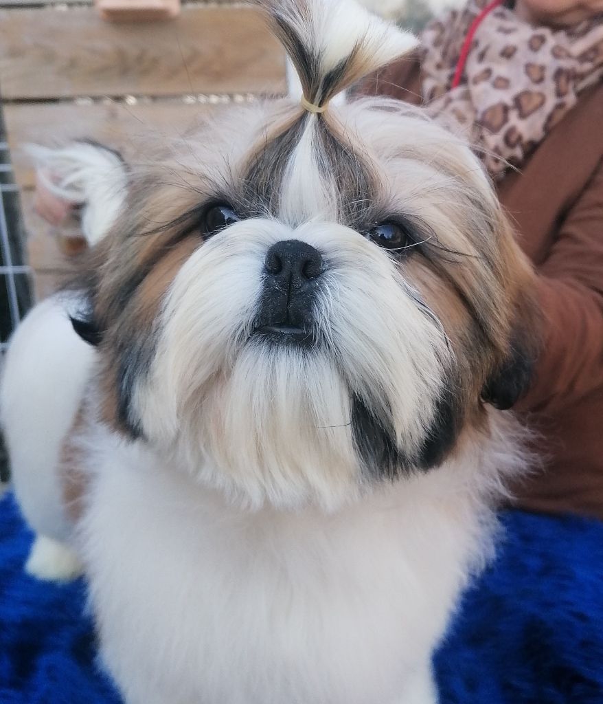 Publication : De hillsbury