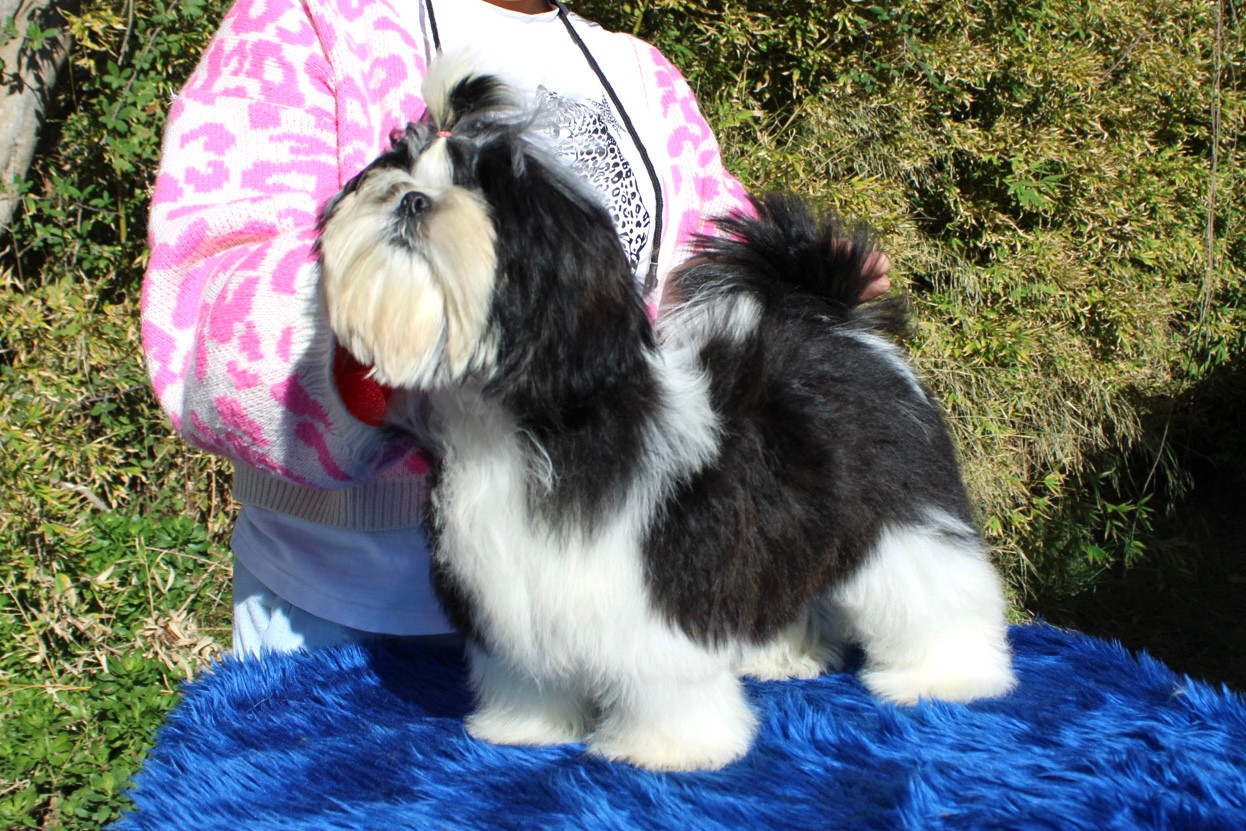 ALIZÉE DE HILLSBURY