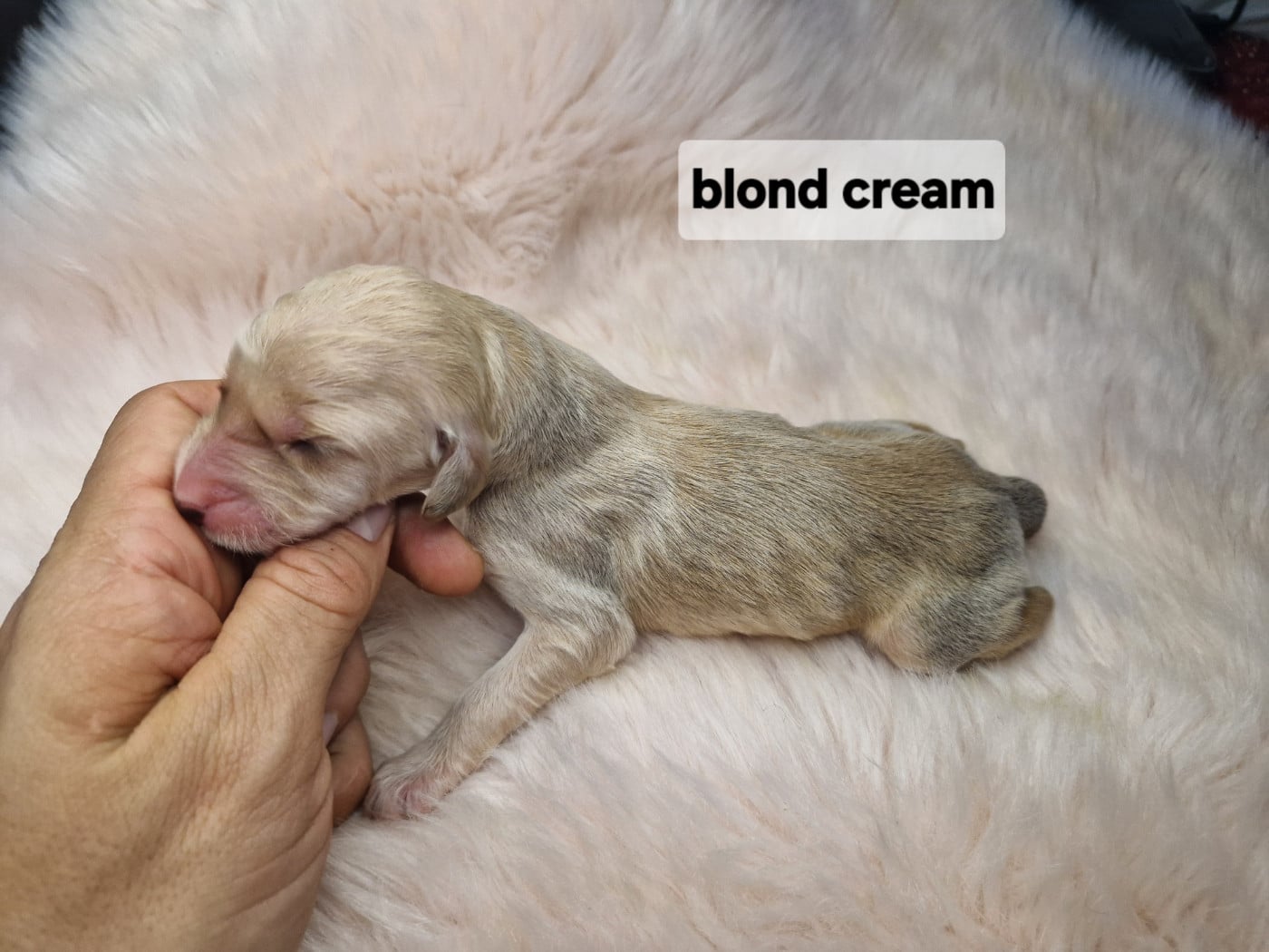 Creme