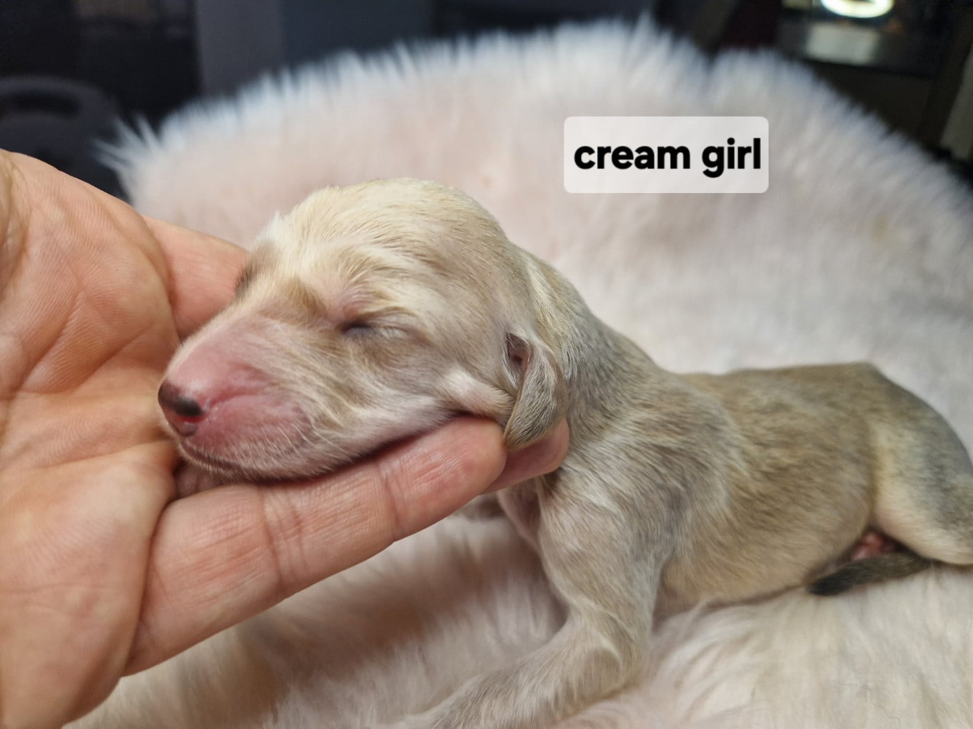 Creme