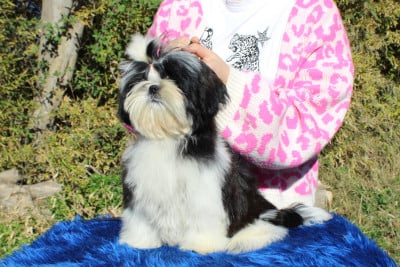 Les chiots de Shih Tzu
