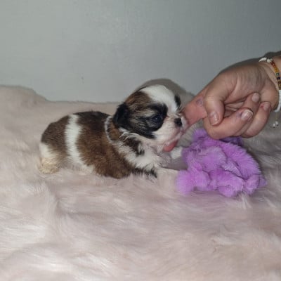 Les chiots de Shih Tzu