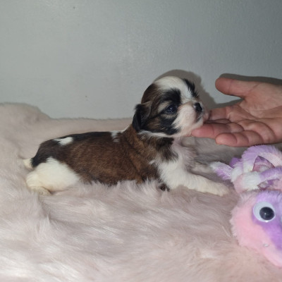 Les chiots de Shih Tzu