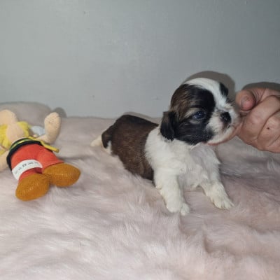 Les chiots de Shih Tzu
