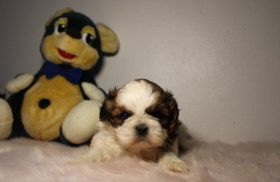 Les chiots de Shih Tzu