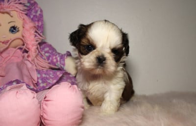 Les chiots de Shih Tzu