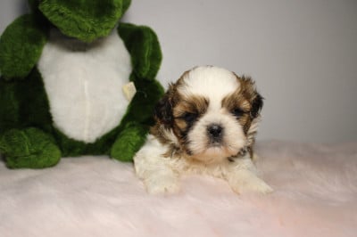 Les chiots de Shih Tzu
