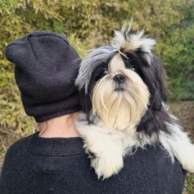 Les chiots de Shih Tzu