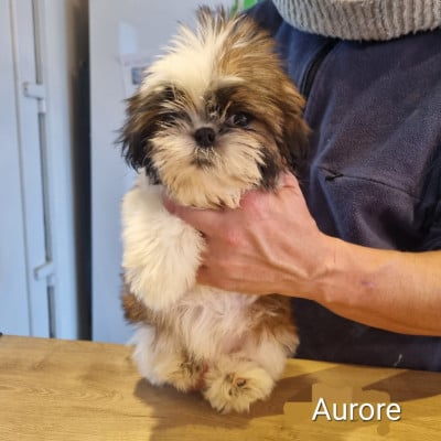 Les chiots de Shih Tzu