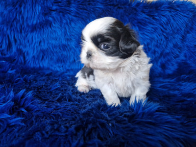 Les chiots de Shih Tzu