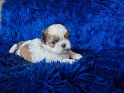 Les chiots de Shih Tzu