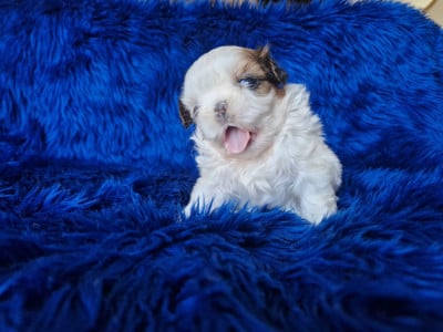 Les chiots de Shih Tzu