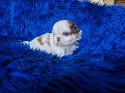 Les chiots de Shih Tzu