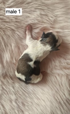 Les chiots de Shih Tzu