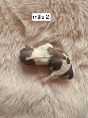 Les chiots de Shih Tzu