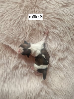 Les chiots de Shih Tzu