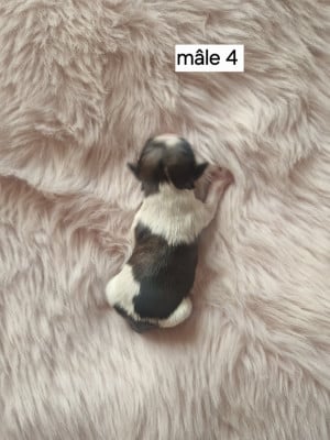 Les chiots de Shih Tzu