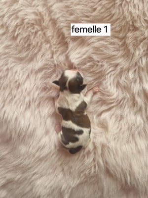 Les chiots de Shih Tzu