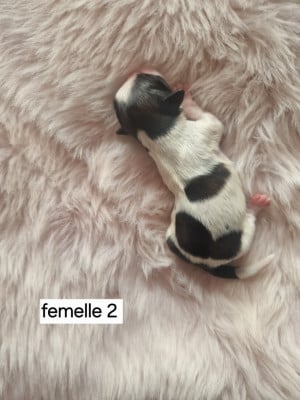 Les chiots de Shih Tzu