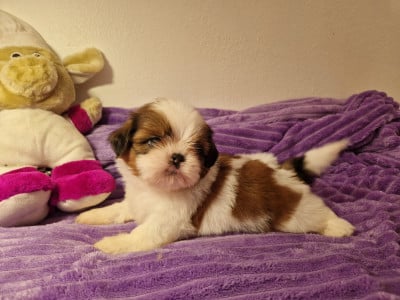 Les chiots de Shih Tzu