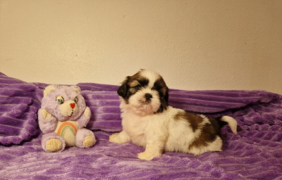 Les chiots de Shih Tzu