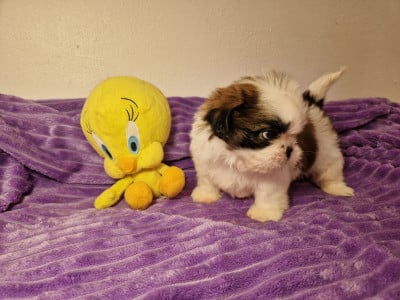 Les chiots de Shih Tzu