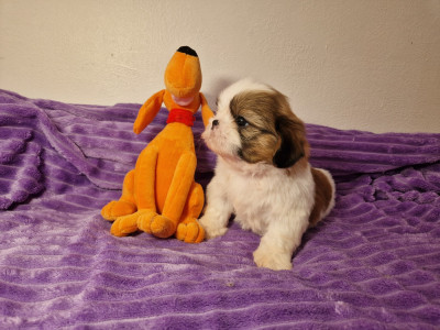 Les chiots de Shih Tzu