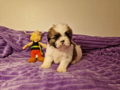 Les chiots de Shih Tzu