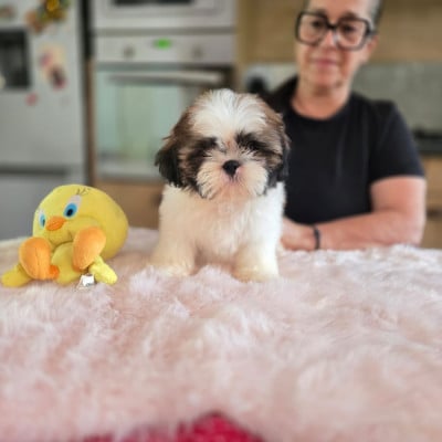 Les chiots de Shih Tzu