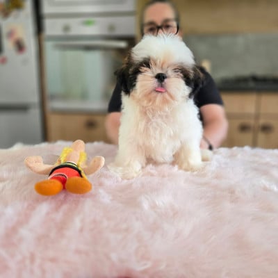 Les chiots de Shih Tzu