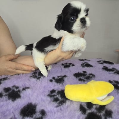 Les chiots de Shih Tzu