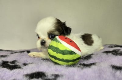 Les chiots de Shih Tzu