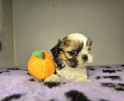Les chiots de Shih Tzu