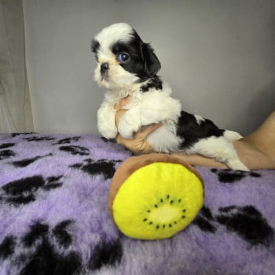Les chiots de Shih Tzu