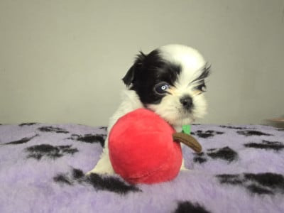 Les chiots de Shih Tzu