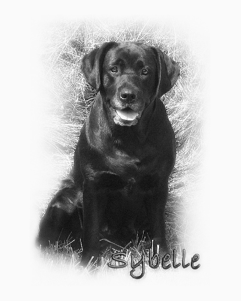 Publication : des Simandrés