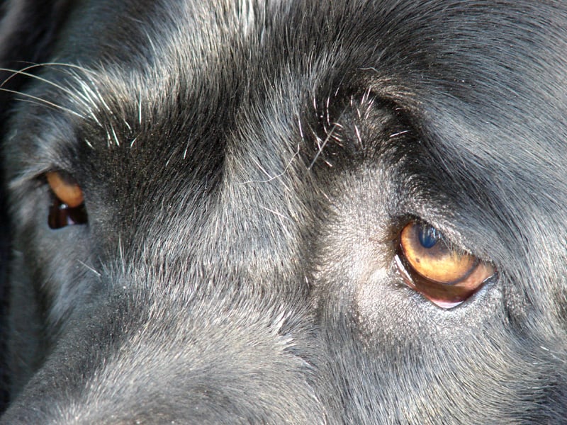 Publication : des Simandrés