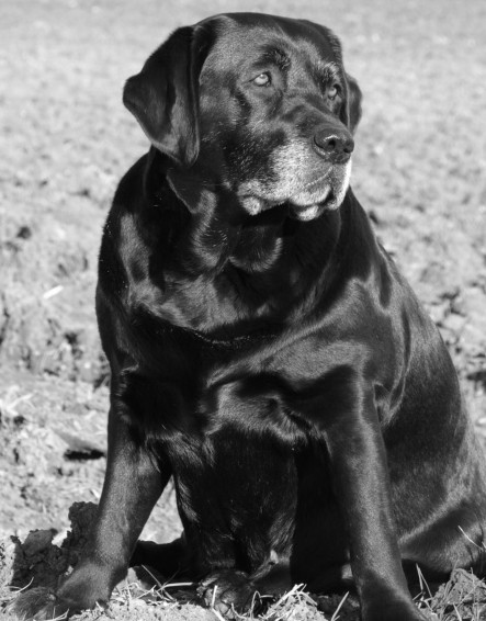 Publication : des Simandrés