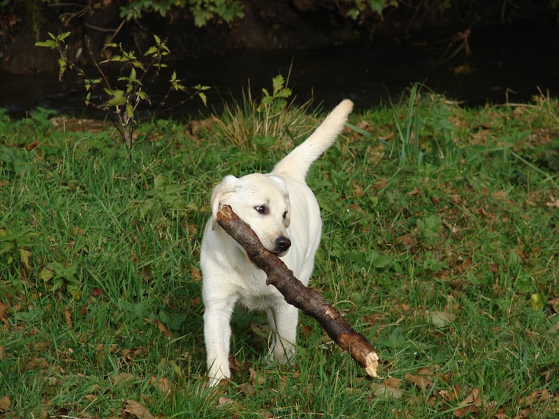 Publication : des Simandrés Auteur : Valérie Delprat