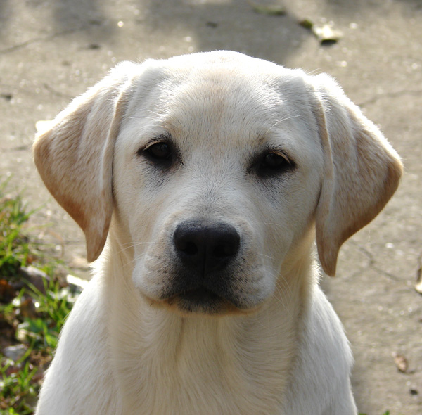 Publication : des Simandrés Auteur : Valérie Delprat