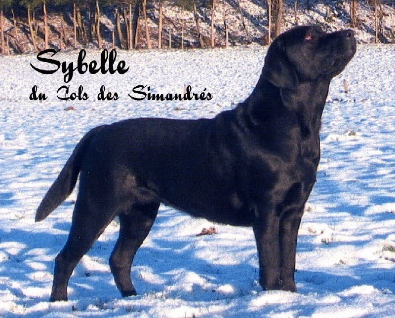 Publication : des Simandrés