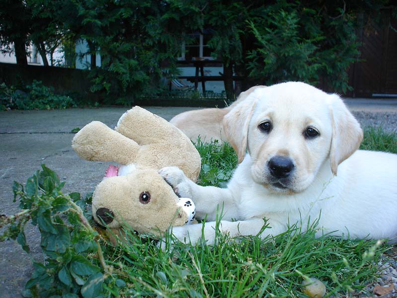 Publication : des Simandrés Auteur : Valérie Delprat